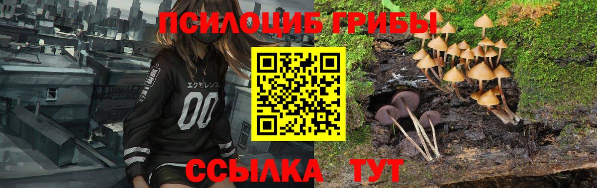 Псилоцибиновые грибы Psilocybe  Канск  Псилоцибиновые грибы Psilocybine cubensis 